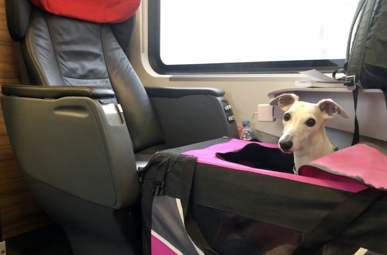 Zugfahrt mit Hund